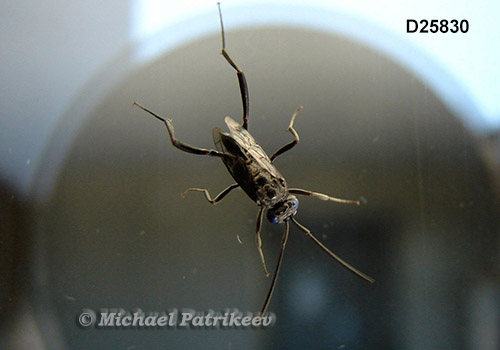 Blue-eyed Ensign Wasp (Evania appendigaster) 